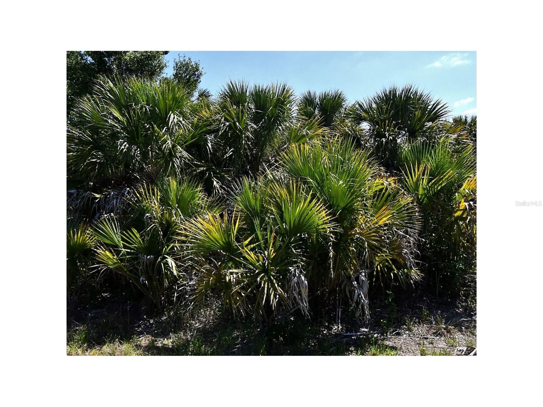 Bigflower Avenue North Port FL 34288 C7525928 image4