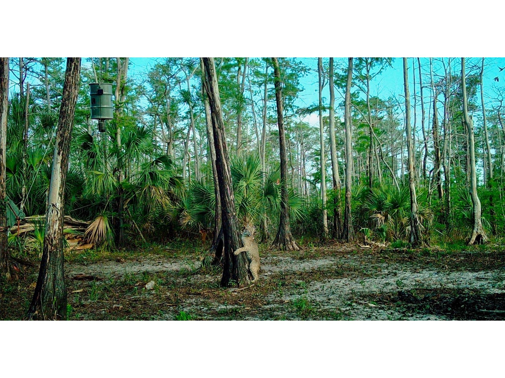 Black Burn Road Naples FL 34117 C7522769 image33