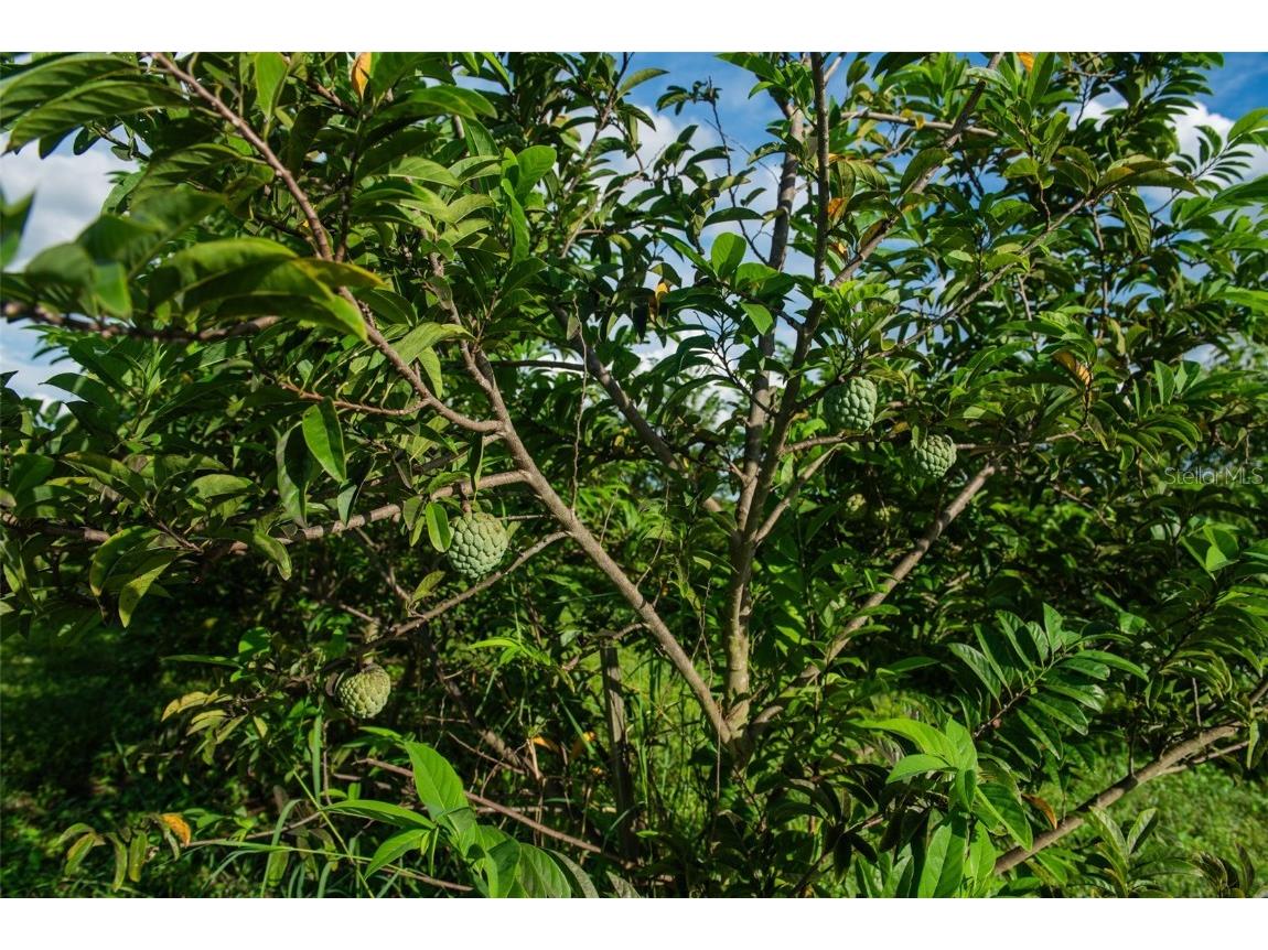 Blanton Acres Road Plant City FL 33565 TB8436154 image13