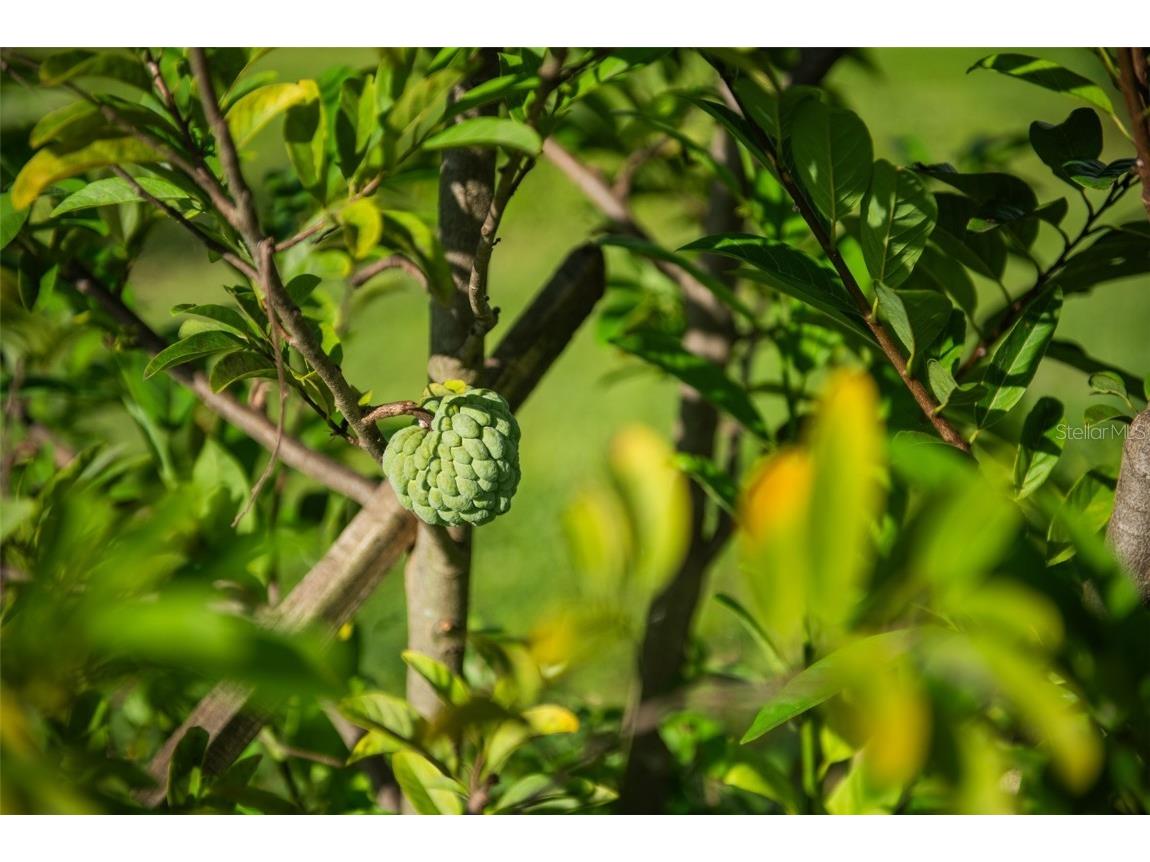 Blanton Acres Road Plant City FL 33565 TB8436154 image14