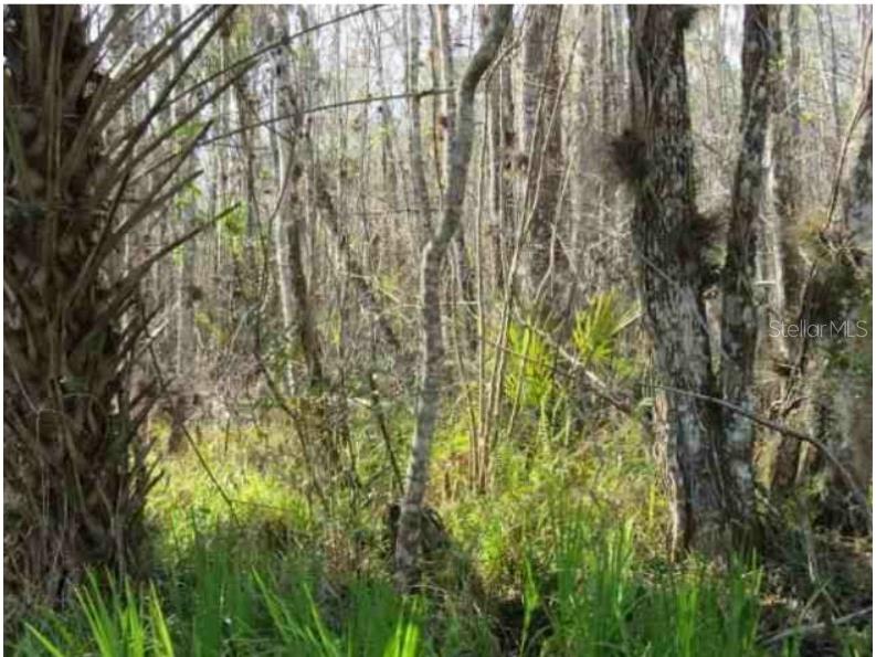 Blue Creek Road Astor FL 32102 V4928651 image1