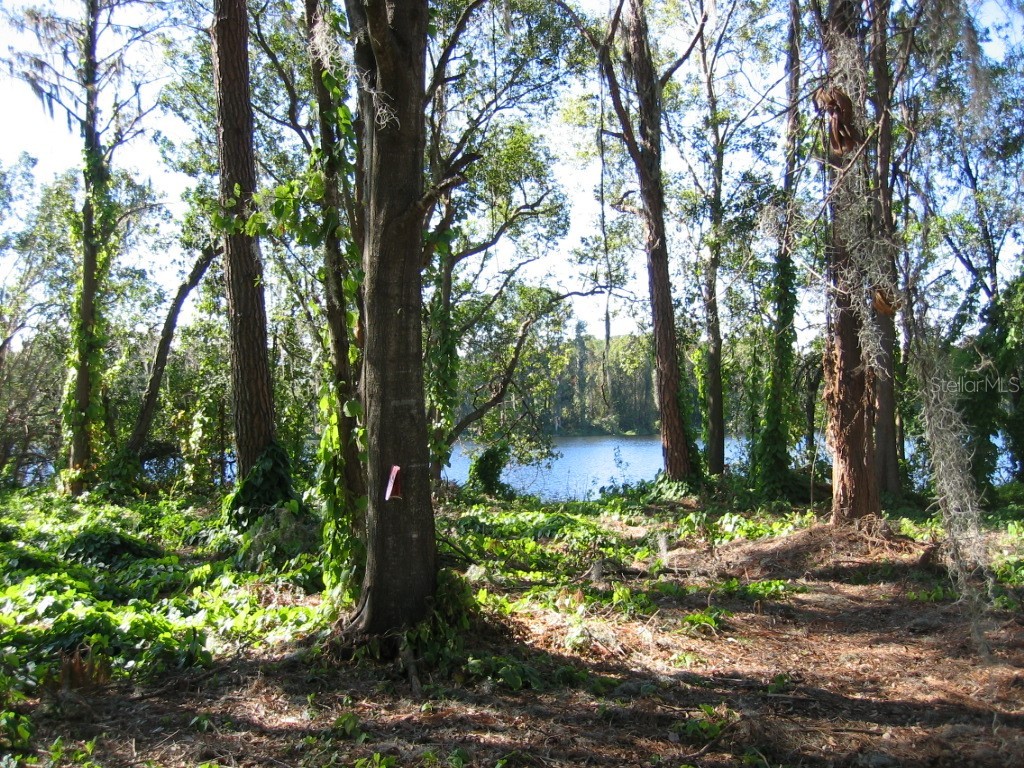 Bluestone Lane Odessa FL 33556 - LAKE MINEOLA TB8336137 image38