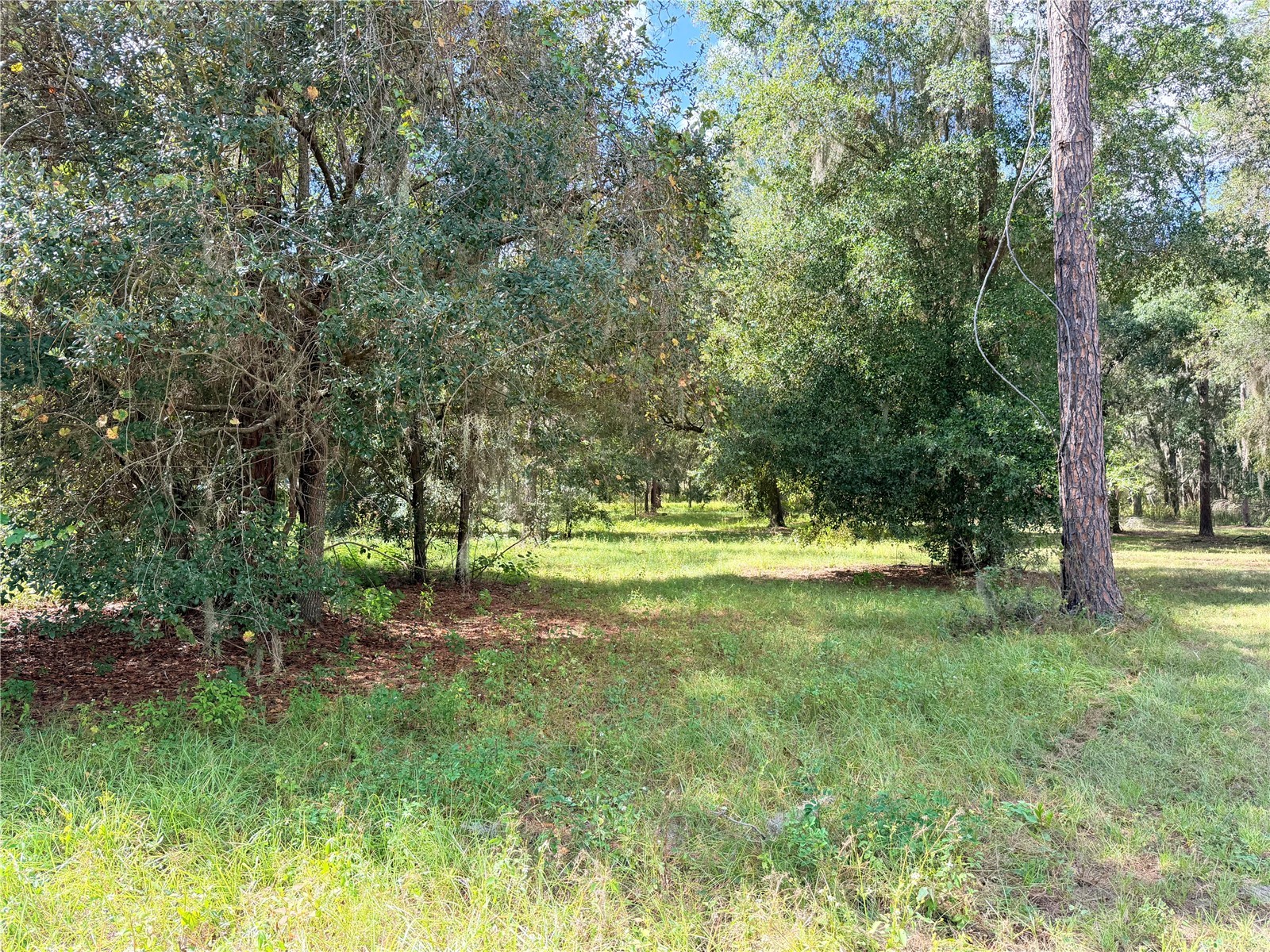 Bonsmara Drive Groveland FL 34736 G5102335 image1