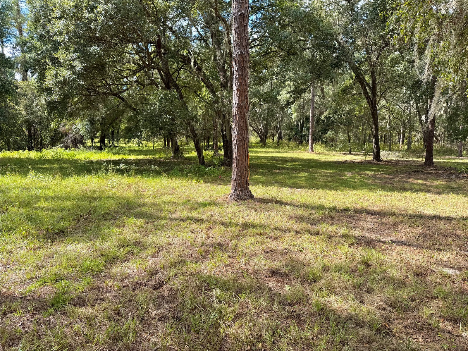 Bonsmara Drive Groveland FL 34736 G5102335 image3