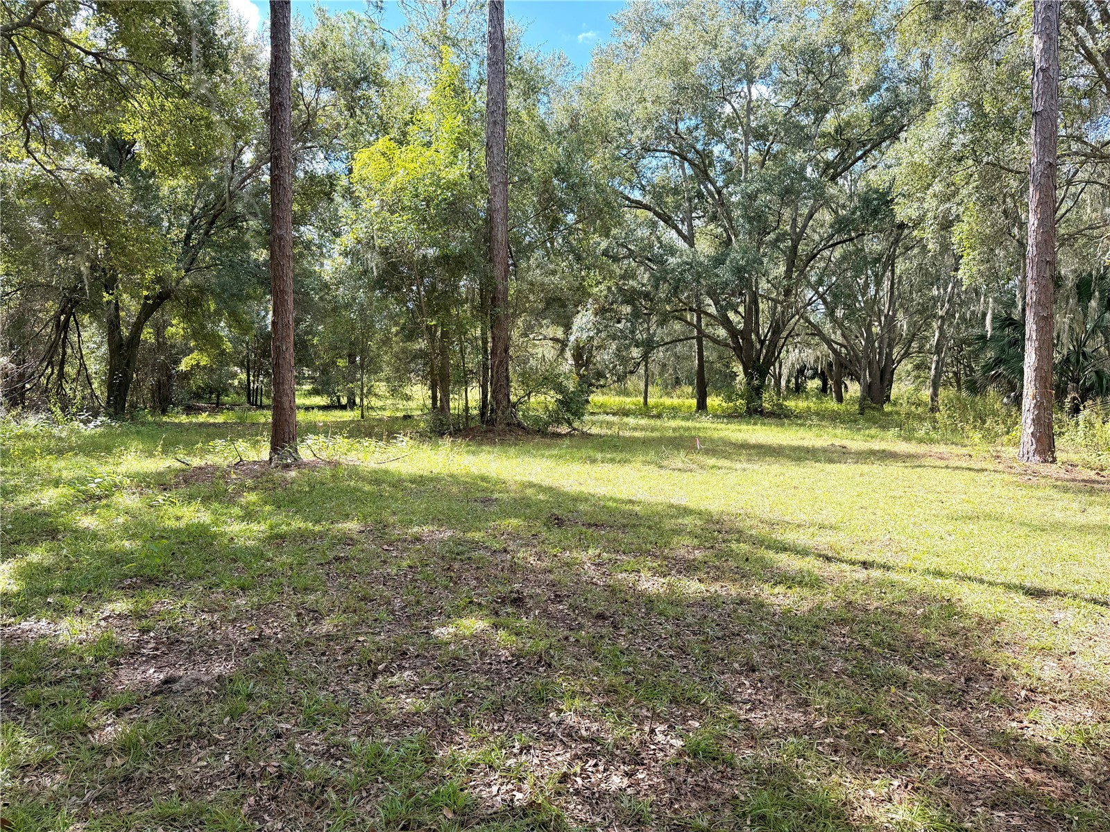 Bonsmara Drive Groveland FL 34736 G5102335 image5