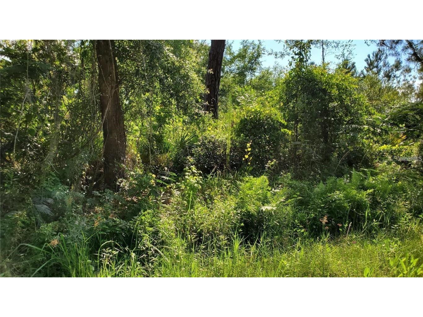 Bowfin Drive Satsuma FL 32189 TB8447372 image1