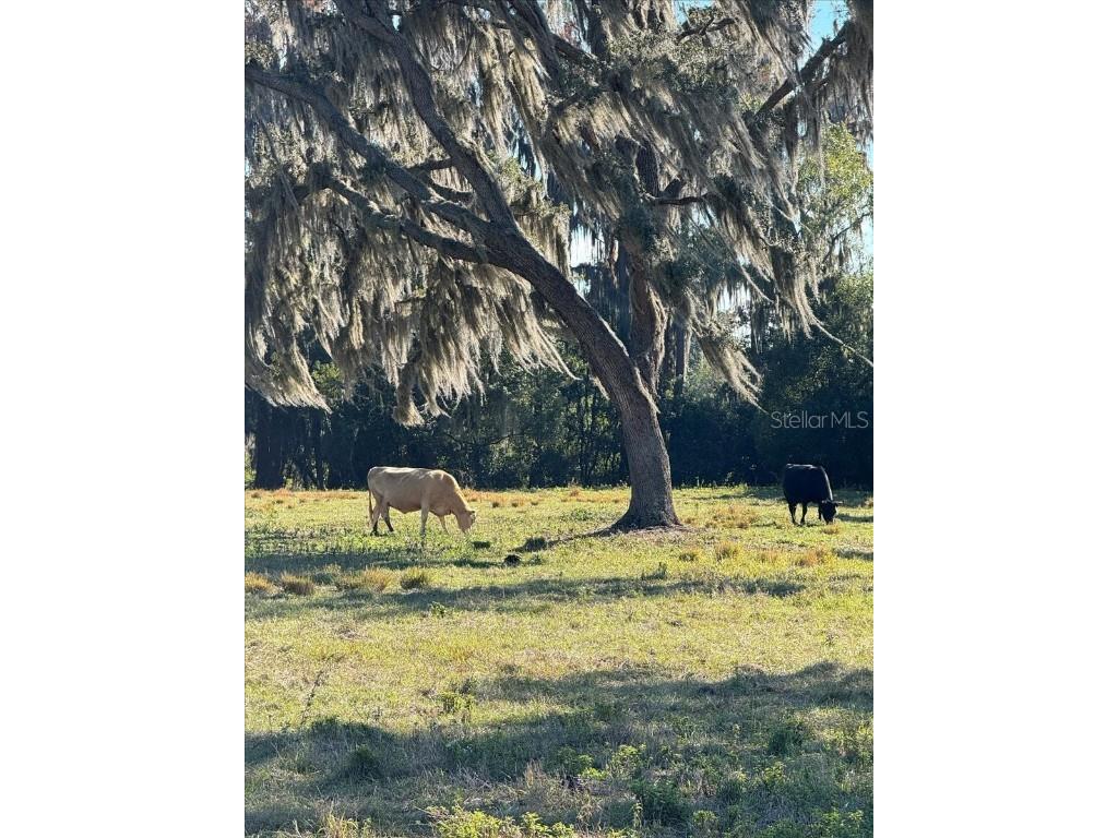 Boy Scout Road Odessa FL 33556 - LAKE CHURCH + LAKE ECHO T3495933 image6