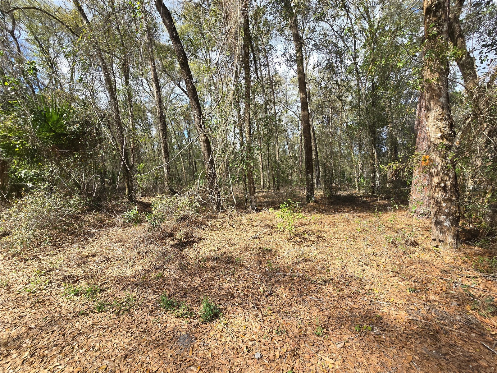 Bright Way Deland FL 32720 R4909923 image6