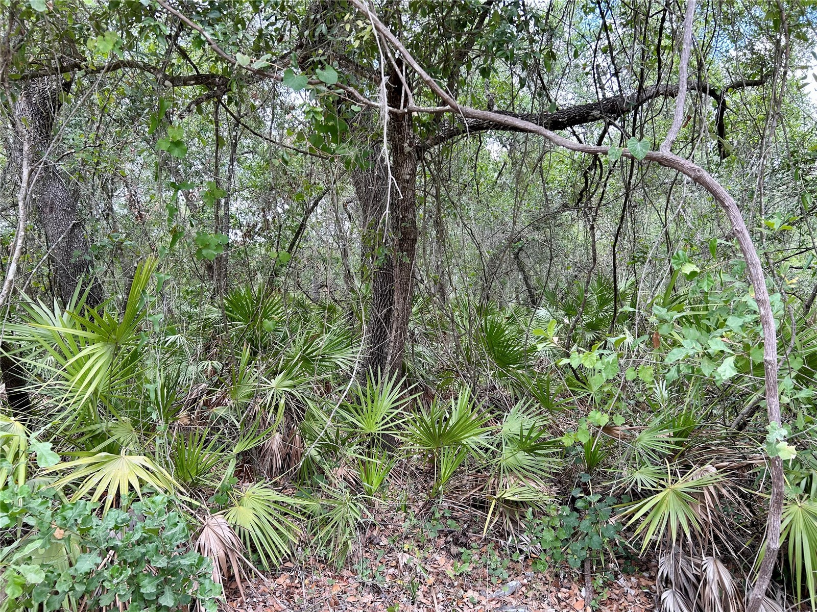 Bronco Drive Zolfo Springs FL 33890 L4961433 image7