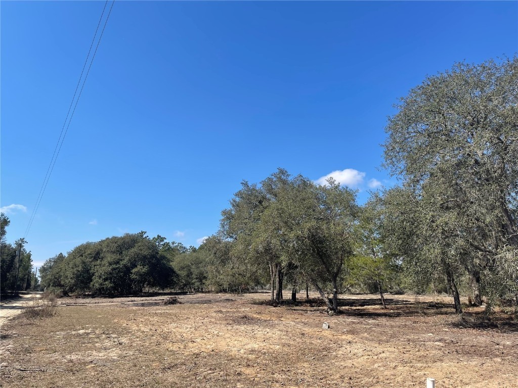  Bronson FL 32621 OM634239 image1