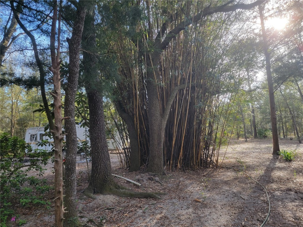  Bronson FL 32621 OM656974 image1