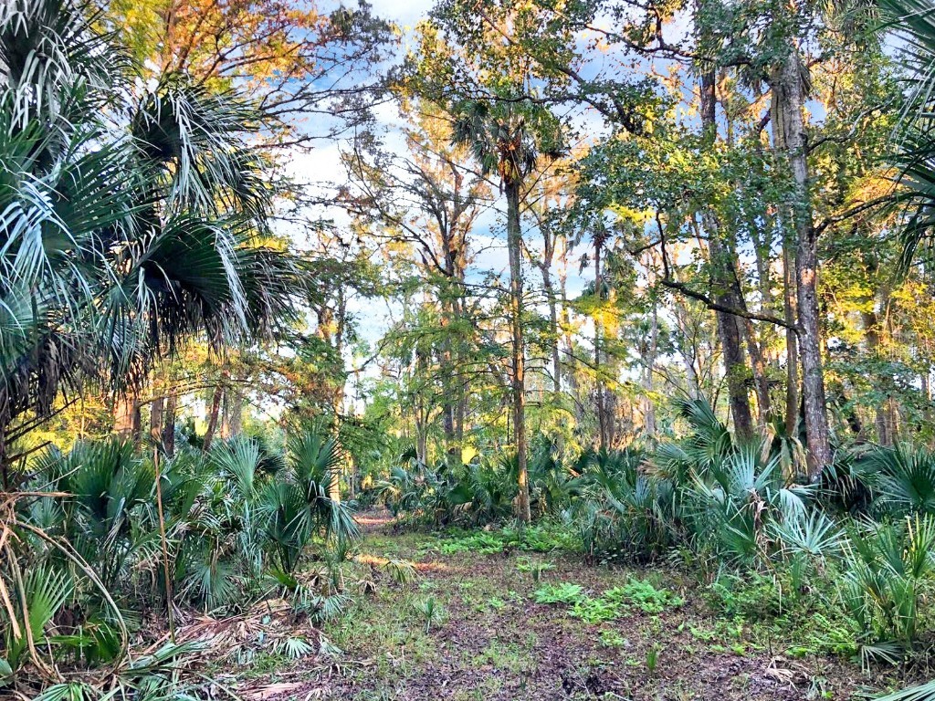 Bronson Road Sorrento FL 32776 O6258826 image11