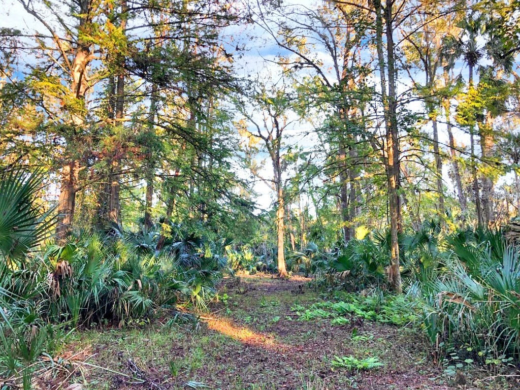 Bronson Road Sorrento FL 32776 O6258826 image7