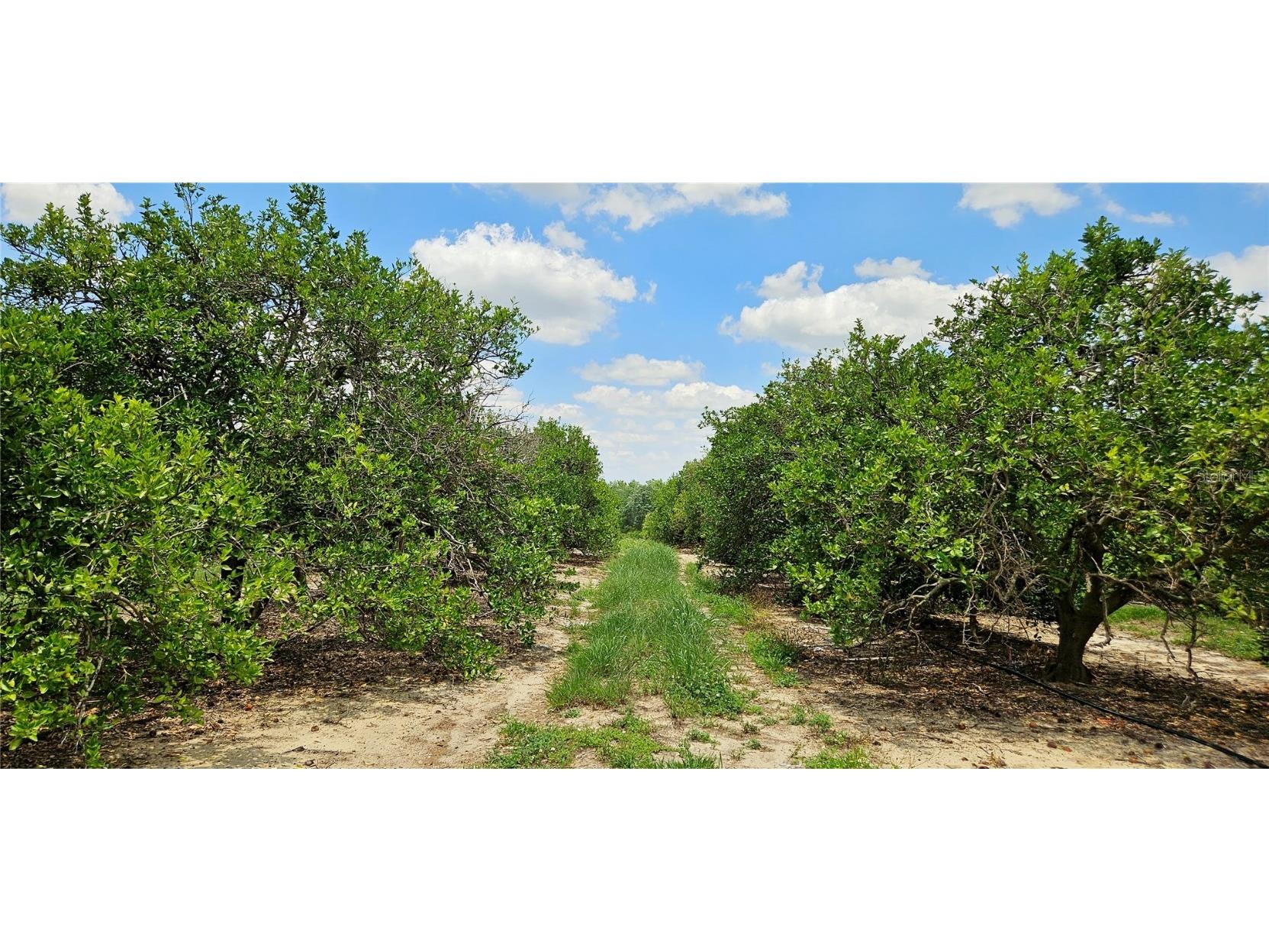 Buffum Church Road Fort Meade FL 33841 P4934901 image4