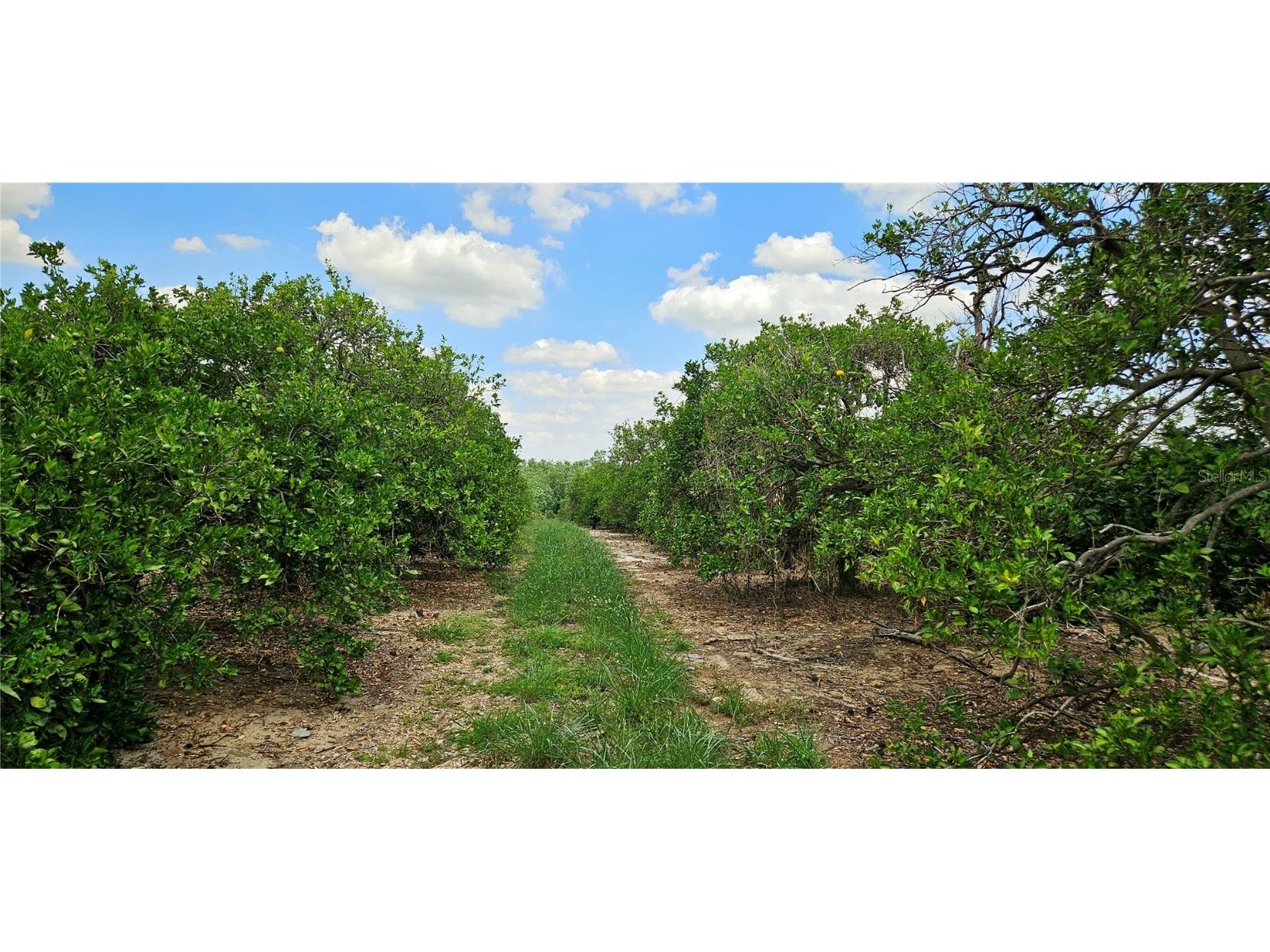 Buffum Church Road Fort Meade FL 33841 P4934901 image5