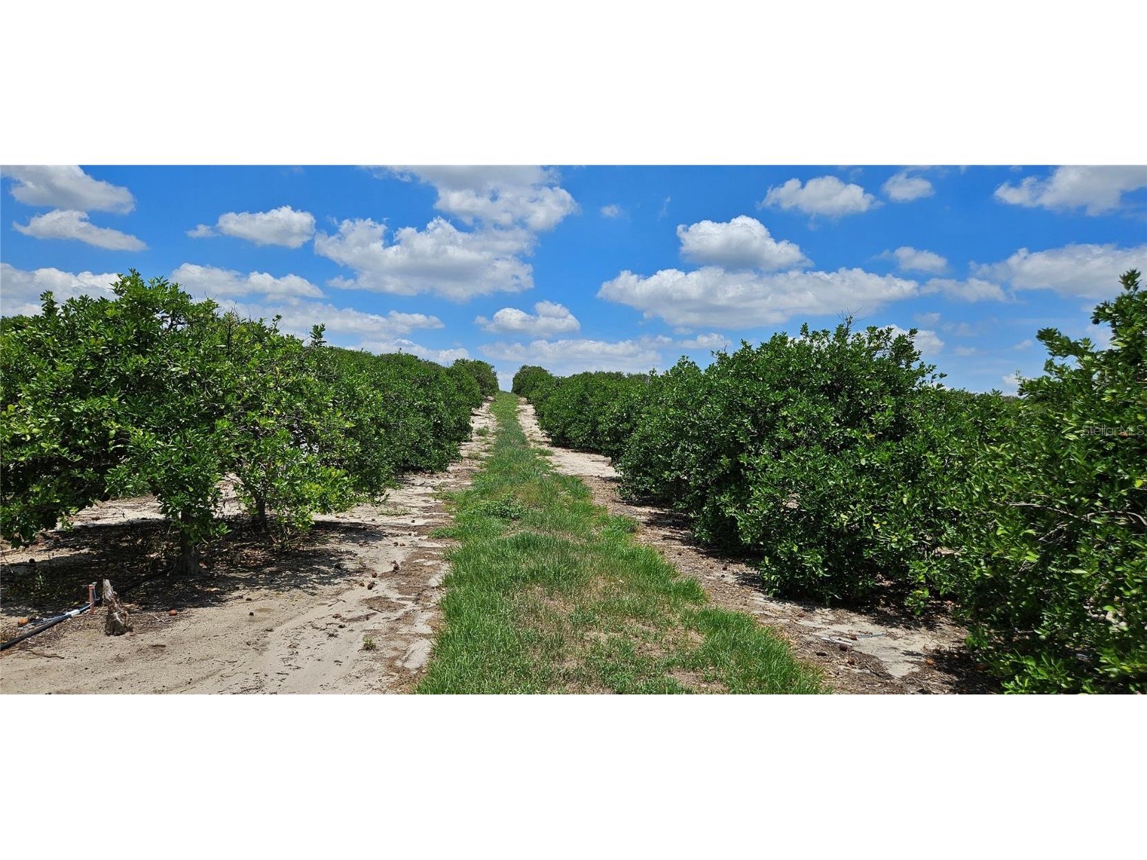 Buffum Church Road Fort Meade FL 33841 P4934901 image6