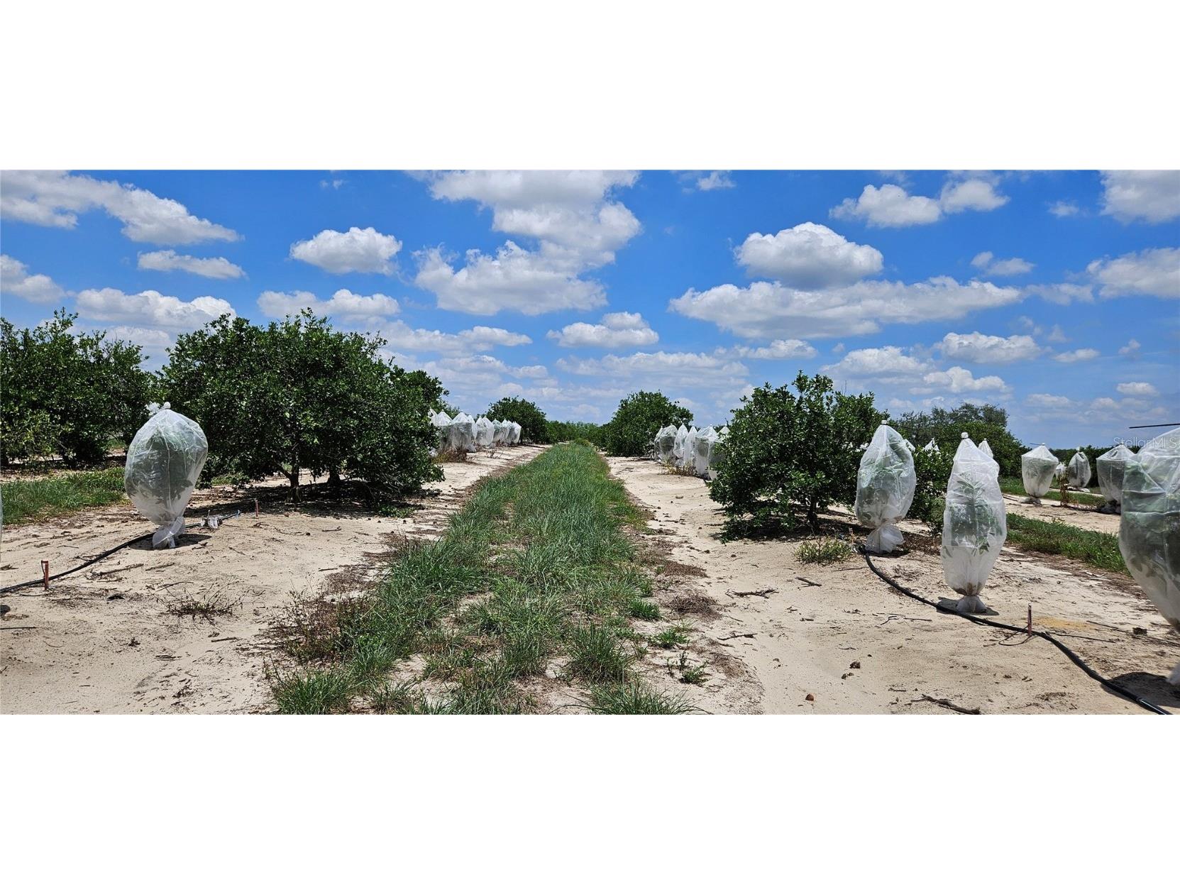 Buffum Church Road Fort Meade FL 33841 P4934901 image7