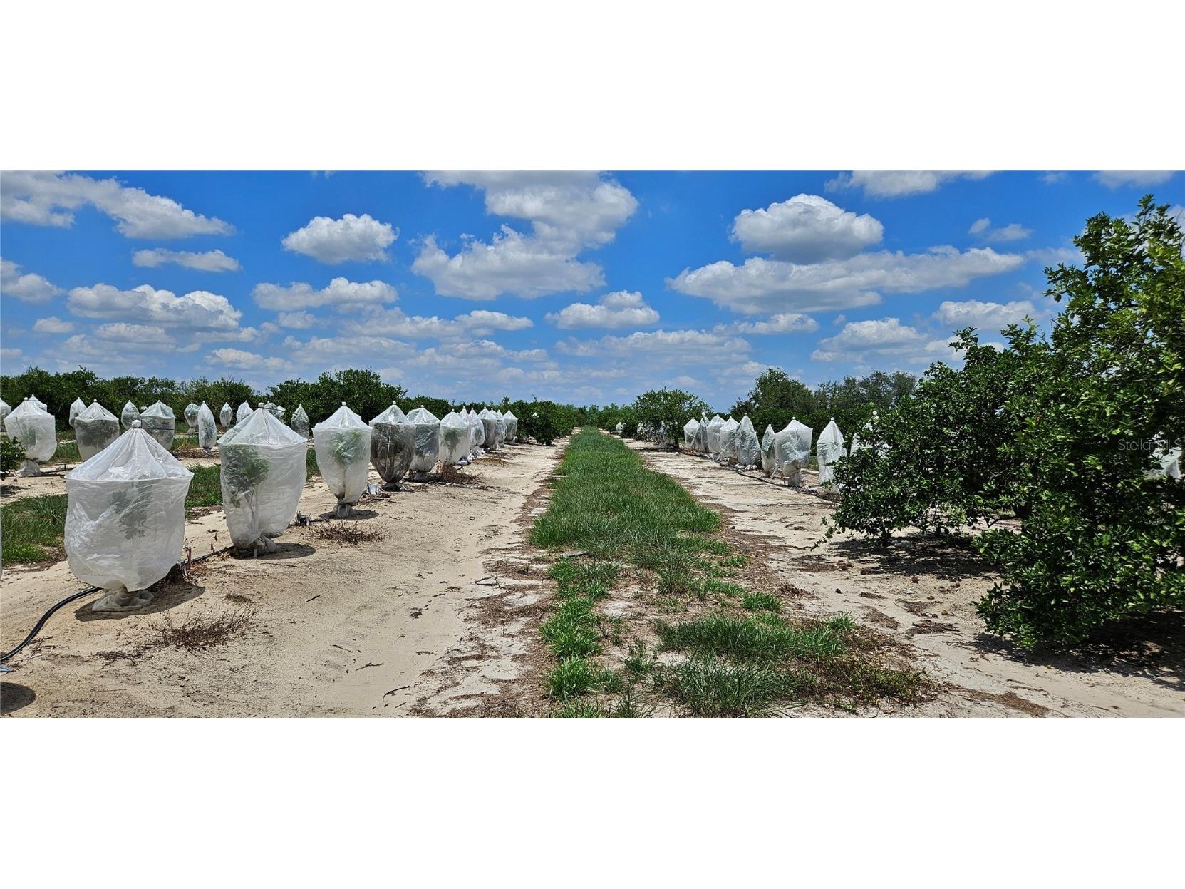 Buffum Church Road Fort Meade FL 33841 P4934901 image8