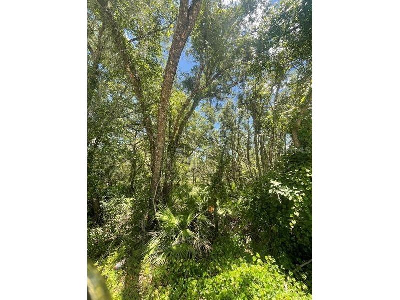 Buildingstone Street Webster FL 33597 G5067971 image1