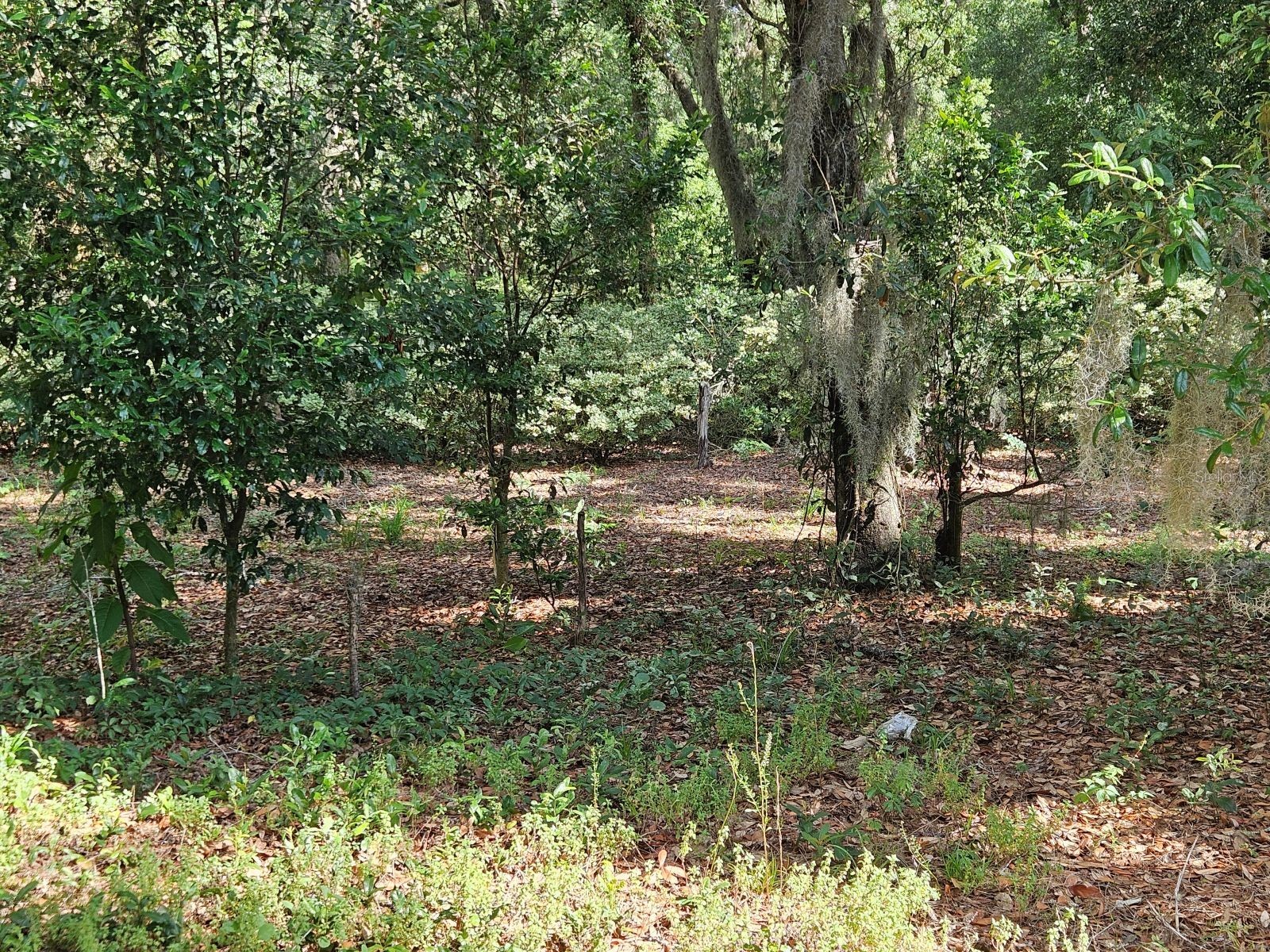Burnsed Road Pierson FL 32180 R4911216 image10
