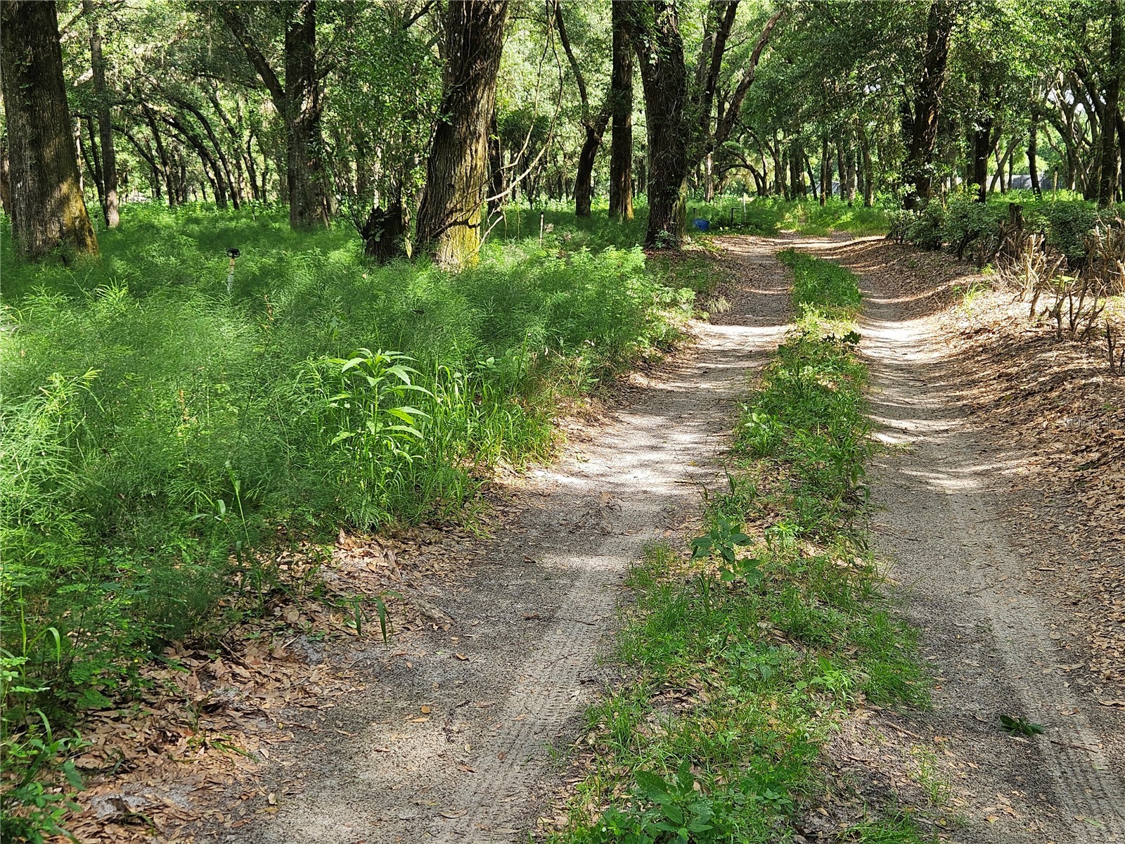 Burnsed Road Pierson FL 32180 R4911216 image7