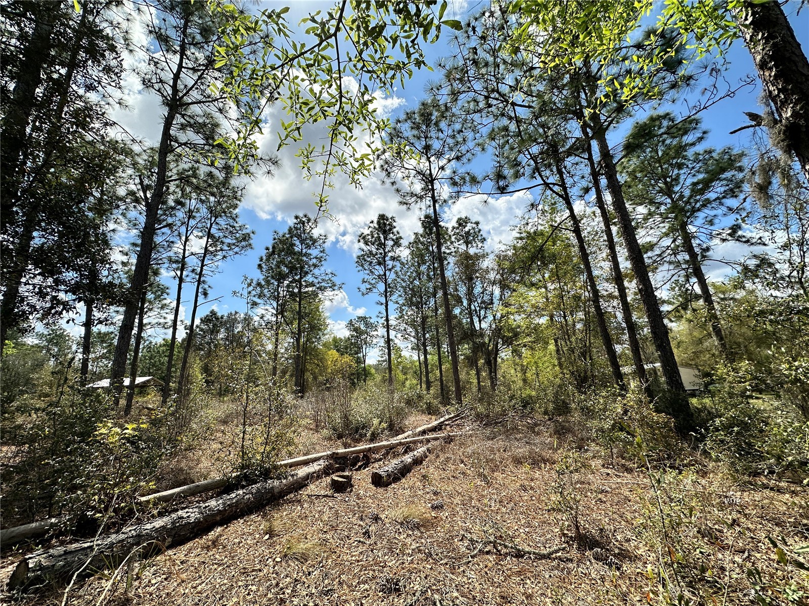  Bronson FL 32621 OM718827 image1