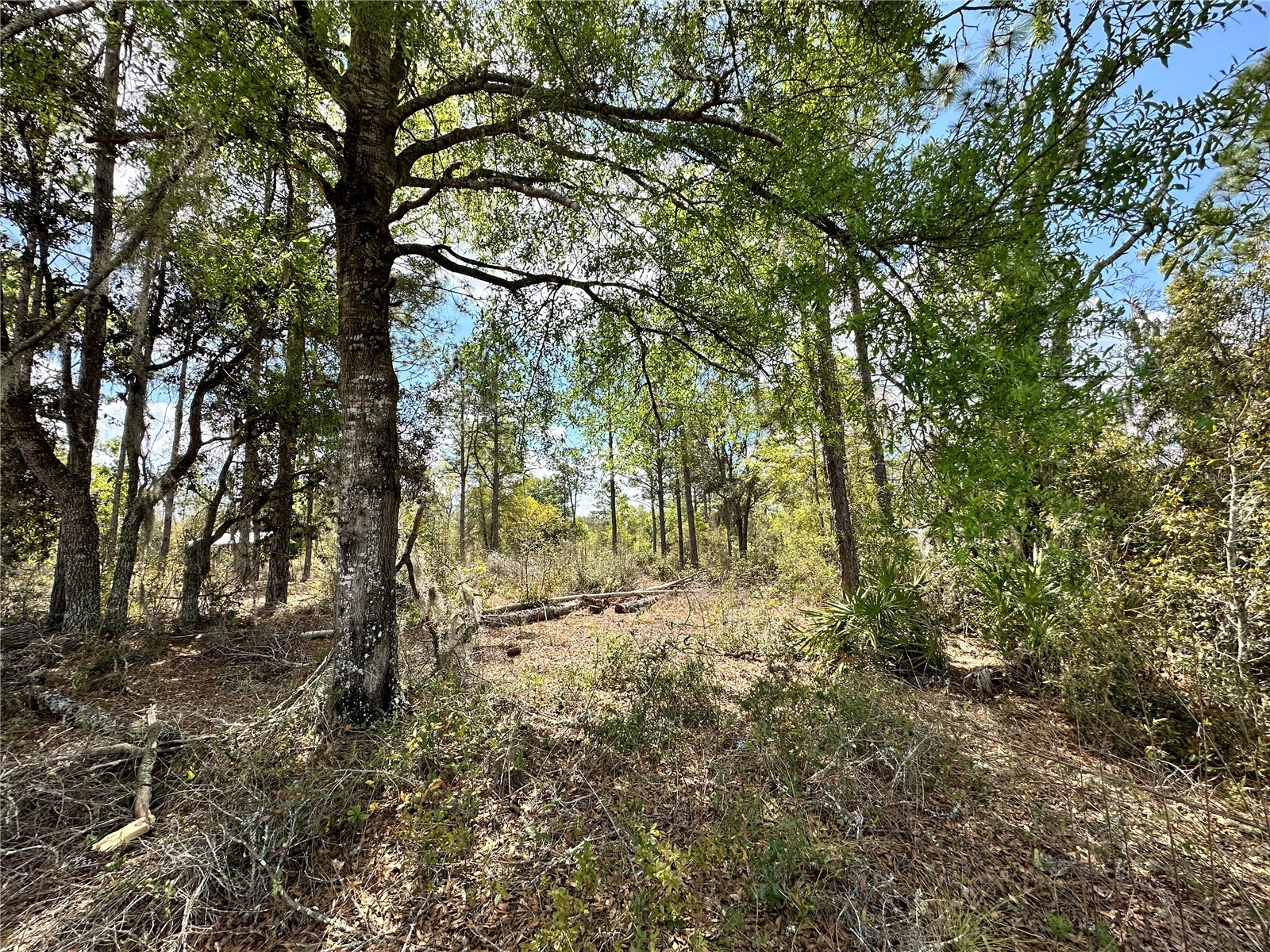  Bronson FL 32621 OM718827 image12