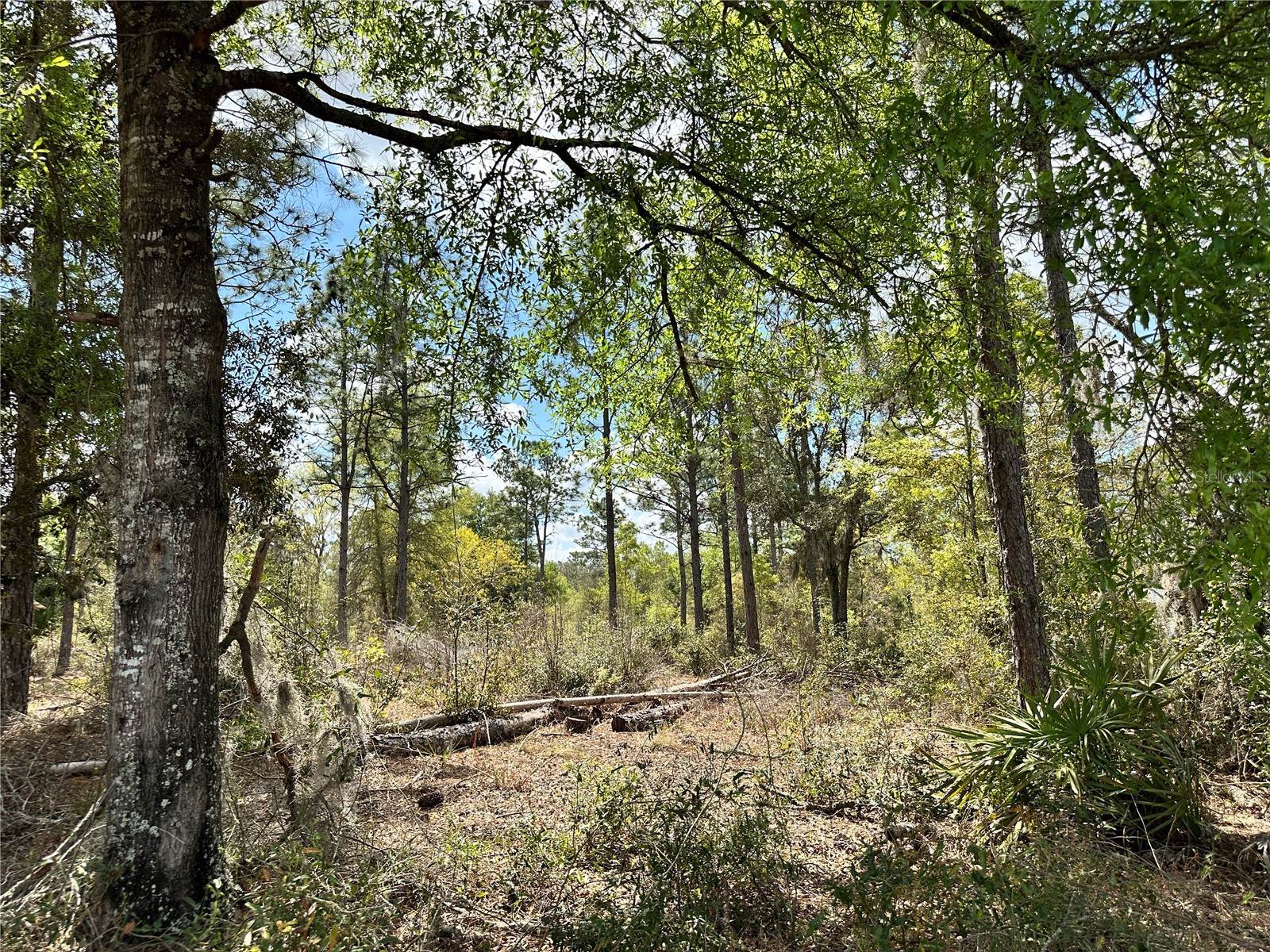  Bronson FL 32621 OM718827 image13