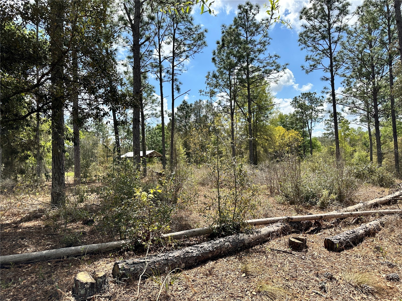  Bronson FL 32621 OM718827 image3