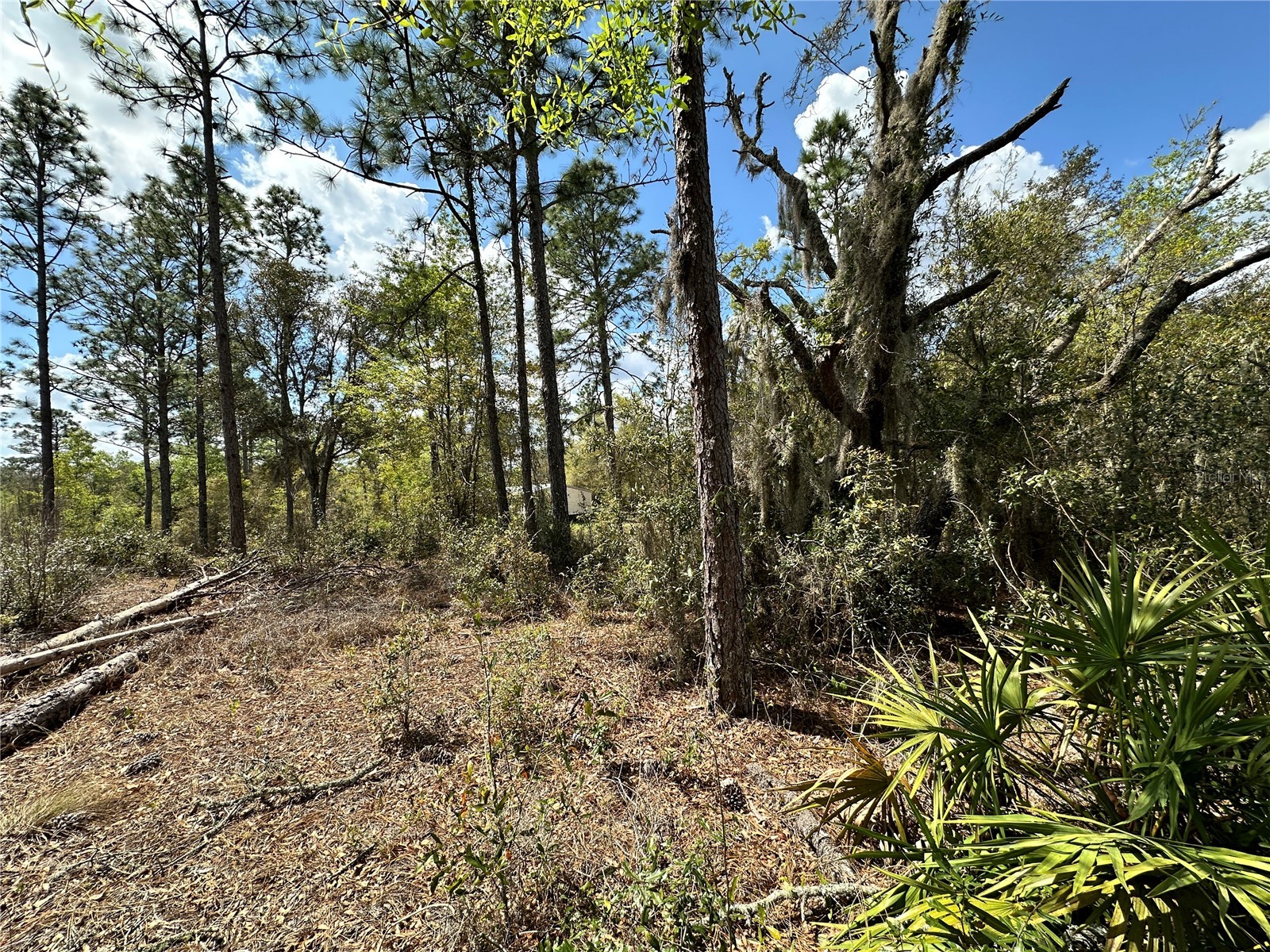  Bronson FL 32621 OM718827 image4