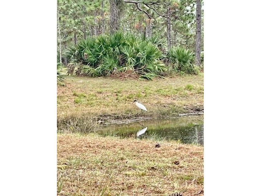 Caesar Avenue Orlando FL 32833 O6419238 image9