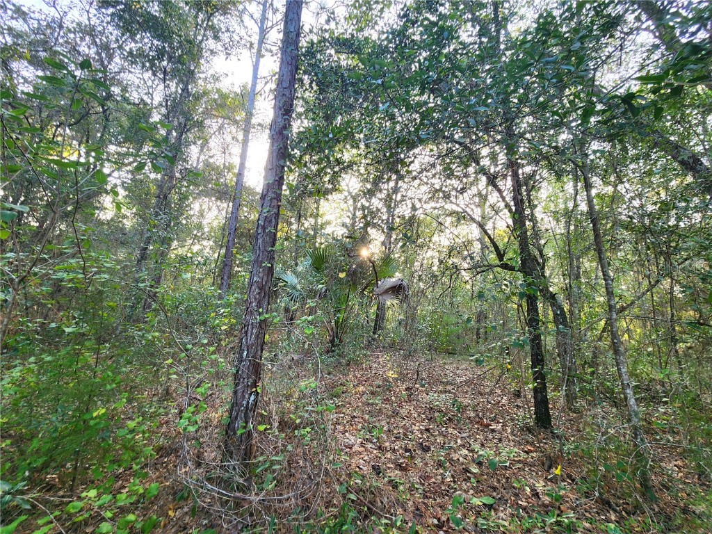 Canyon Swallow Road Brooksville FL 34614 T3540915 image1