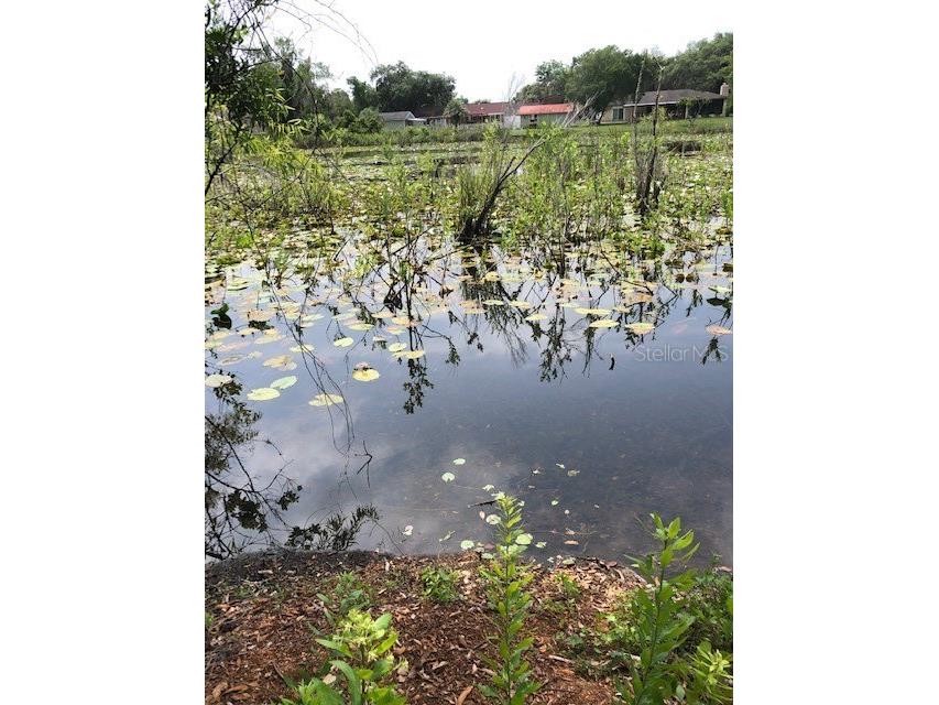 Carver New Port Richey FL 34654 - Moon Lake TB8409821 image4