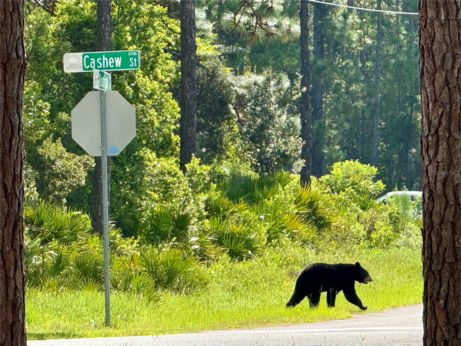 Cashew Street Eustis FL 32736 G5109171 image2
