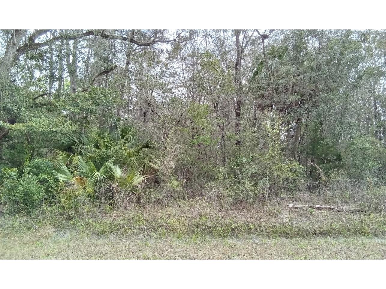 Cedarwood Avenue Weeki Wachee FL 34614 OM675989 image1