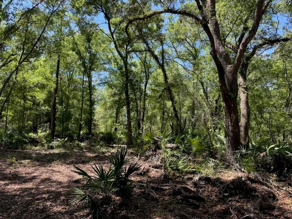 Citadel Drive Webster FL 33597 TB8513630 image3