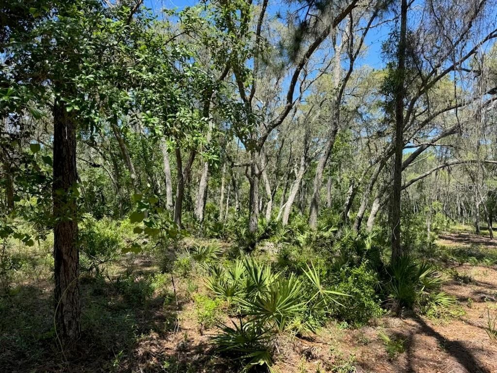 Citadel Drive Webster FL 33597 TB8513630 image4