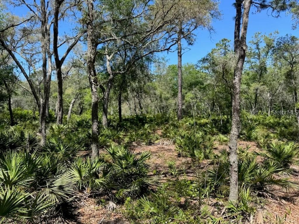 Citadel Drive Webster FL 33597 TB8513630 image6