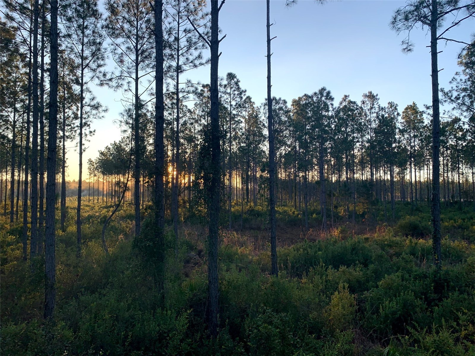 Clyatt Road Chiefland FL 32626 TB8468369 image1