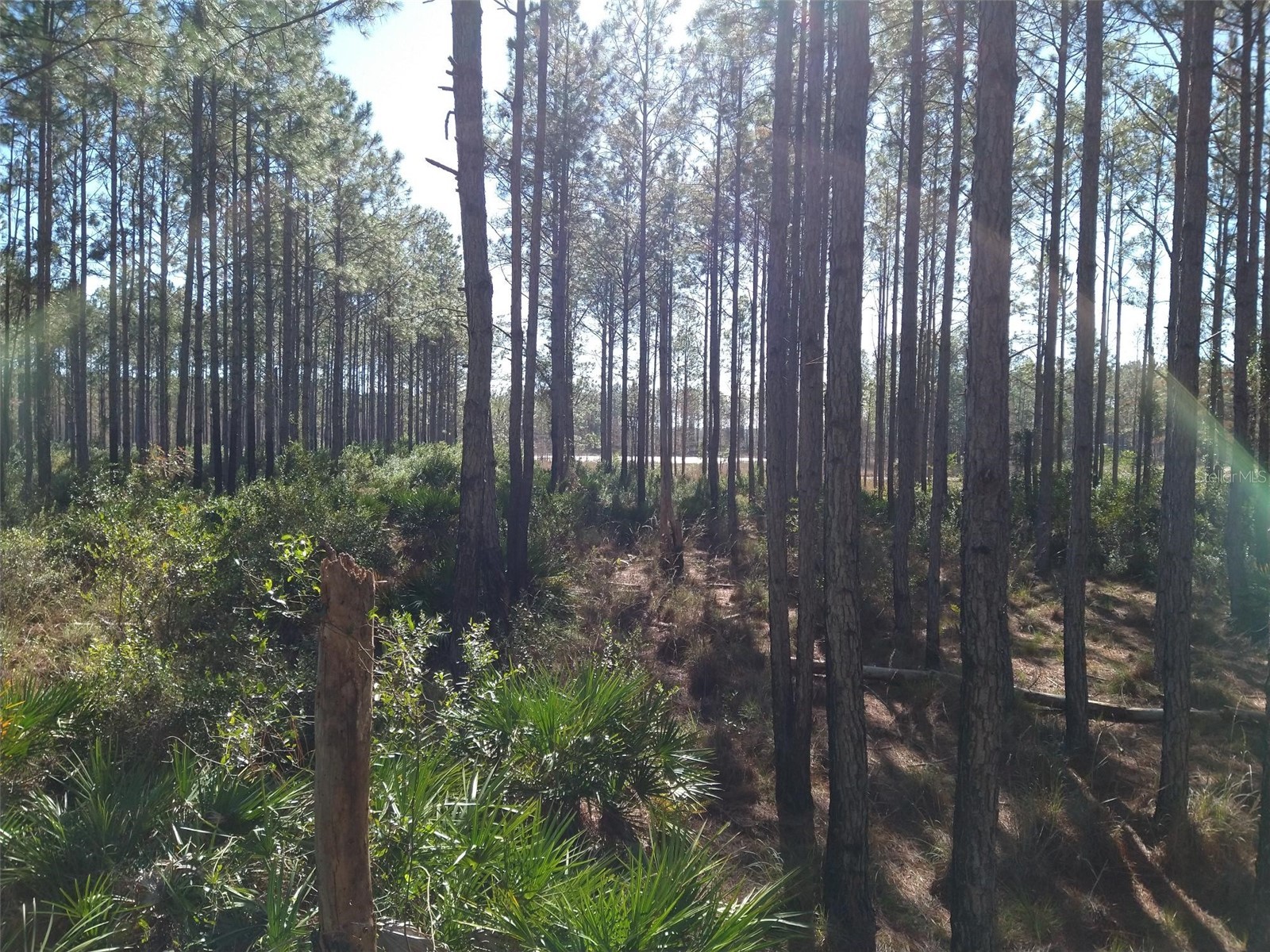 Clyatt Road Chiefland FL 32626 TB8468369 image2