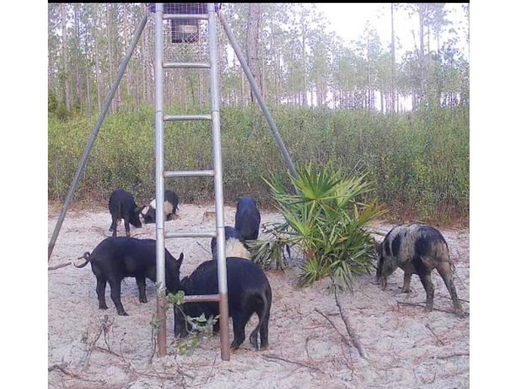 Clyatt Road Chiefland FL 32626 TB8468369 image3