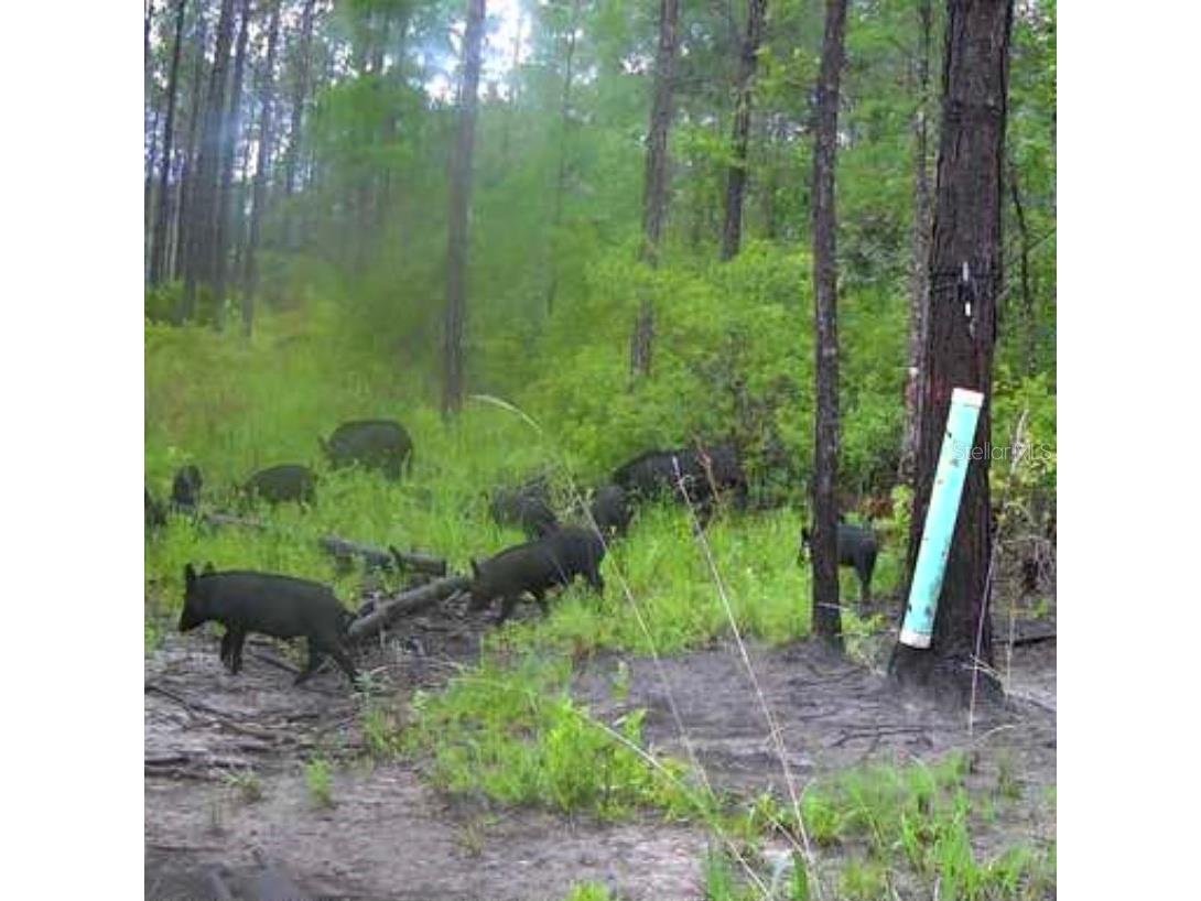 Clyatt Road Chiefland FL 32626 TB8468369 image4