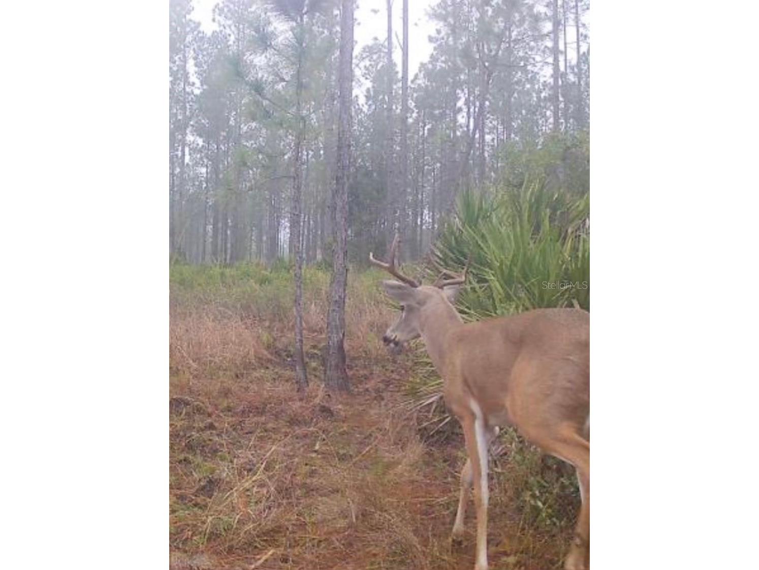 Clyatt Road Chiefland FL 32626 TB8468369 image5