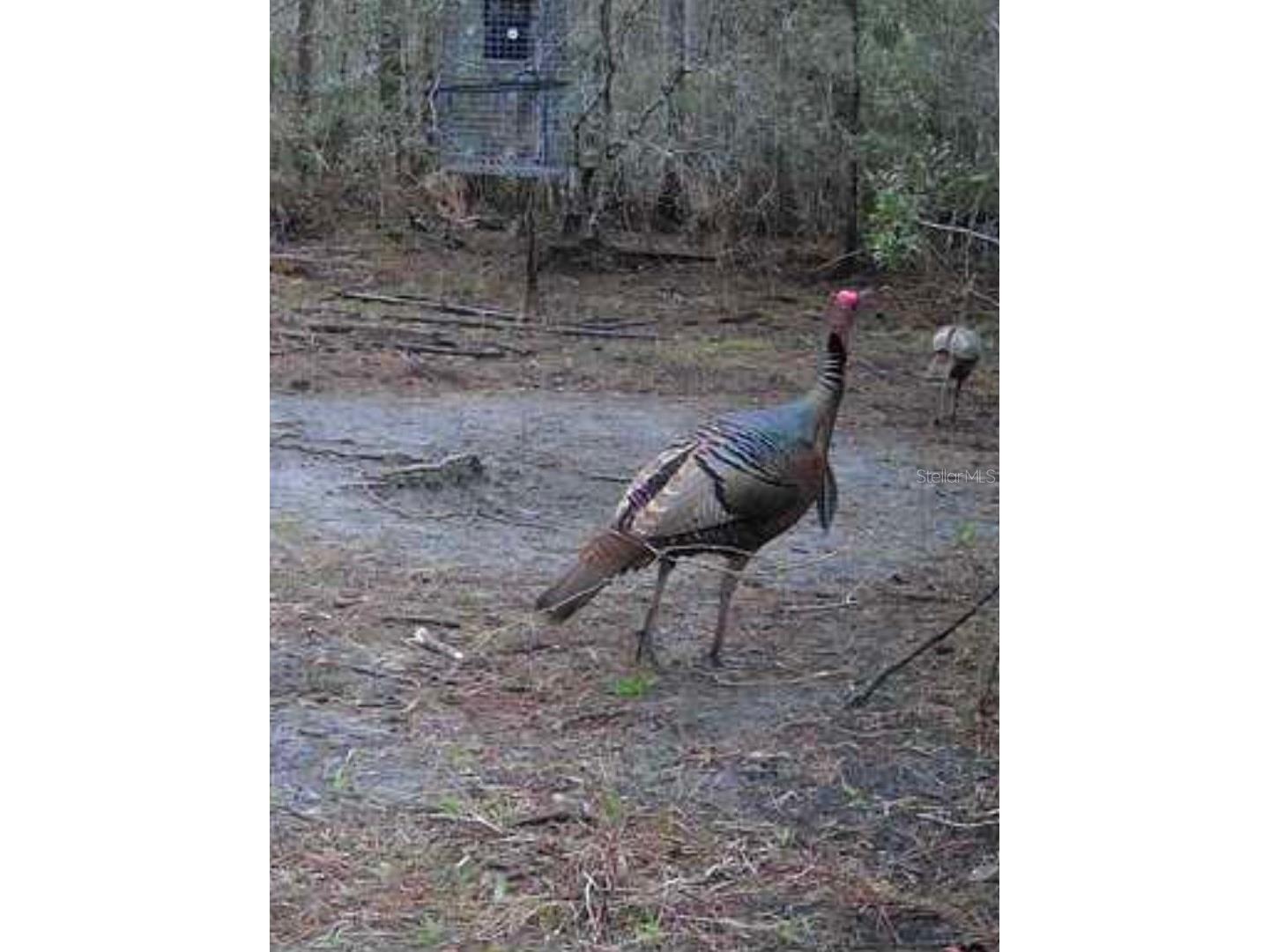 Clyatt Road Chiefland FL 32626 TB8468369 image6