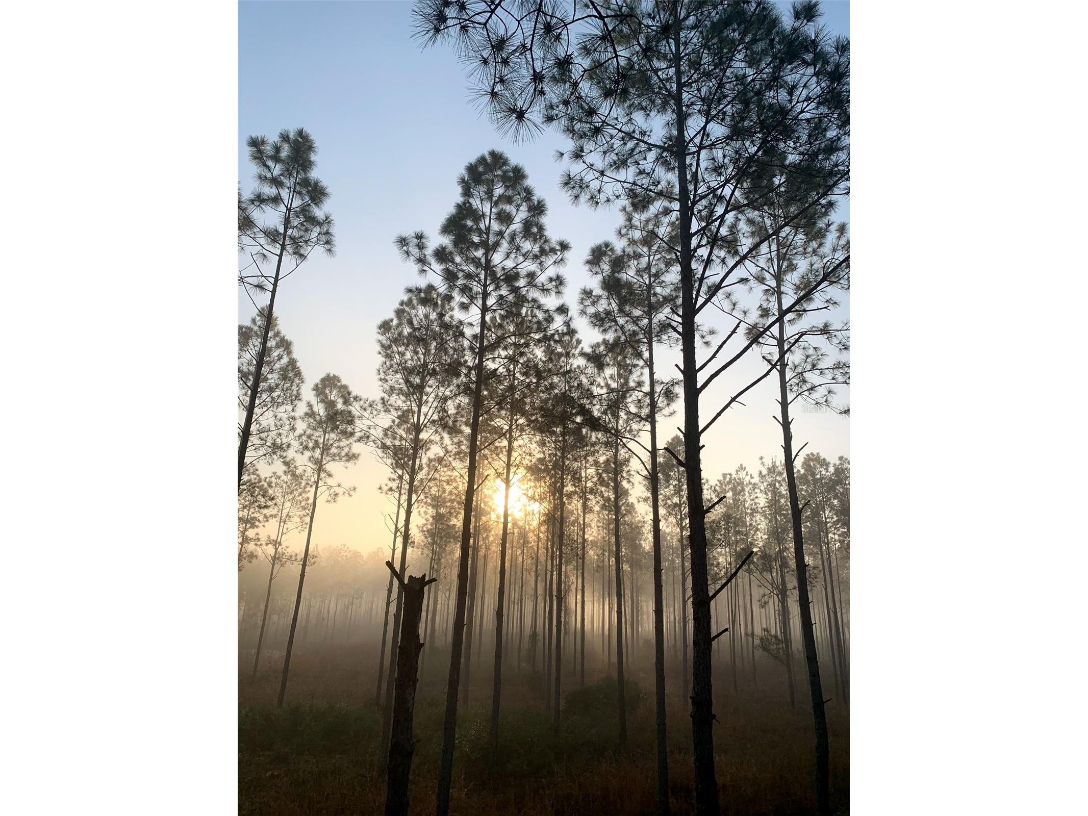 Clyatt Road Chiefland FL 32626 TB8468369 image8