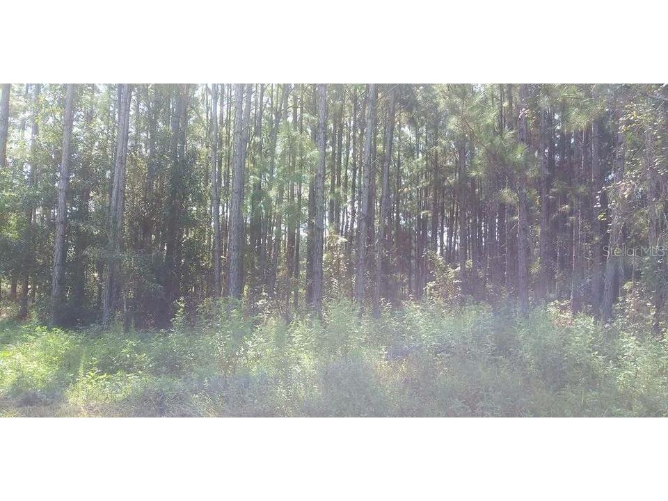 Commonwealth Avenue N Polk City FL 33868 S5071648 image2