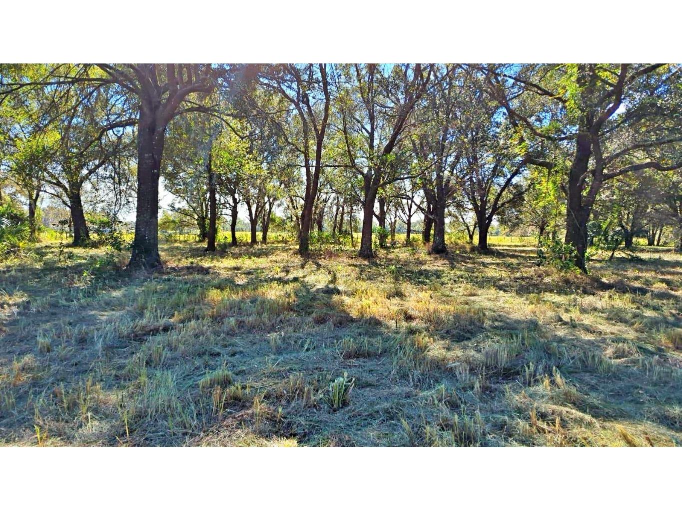 Conroy Lane Wauchula FL 33873 P4928480 image3