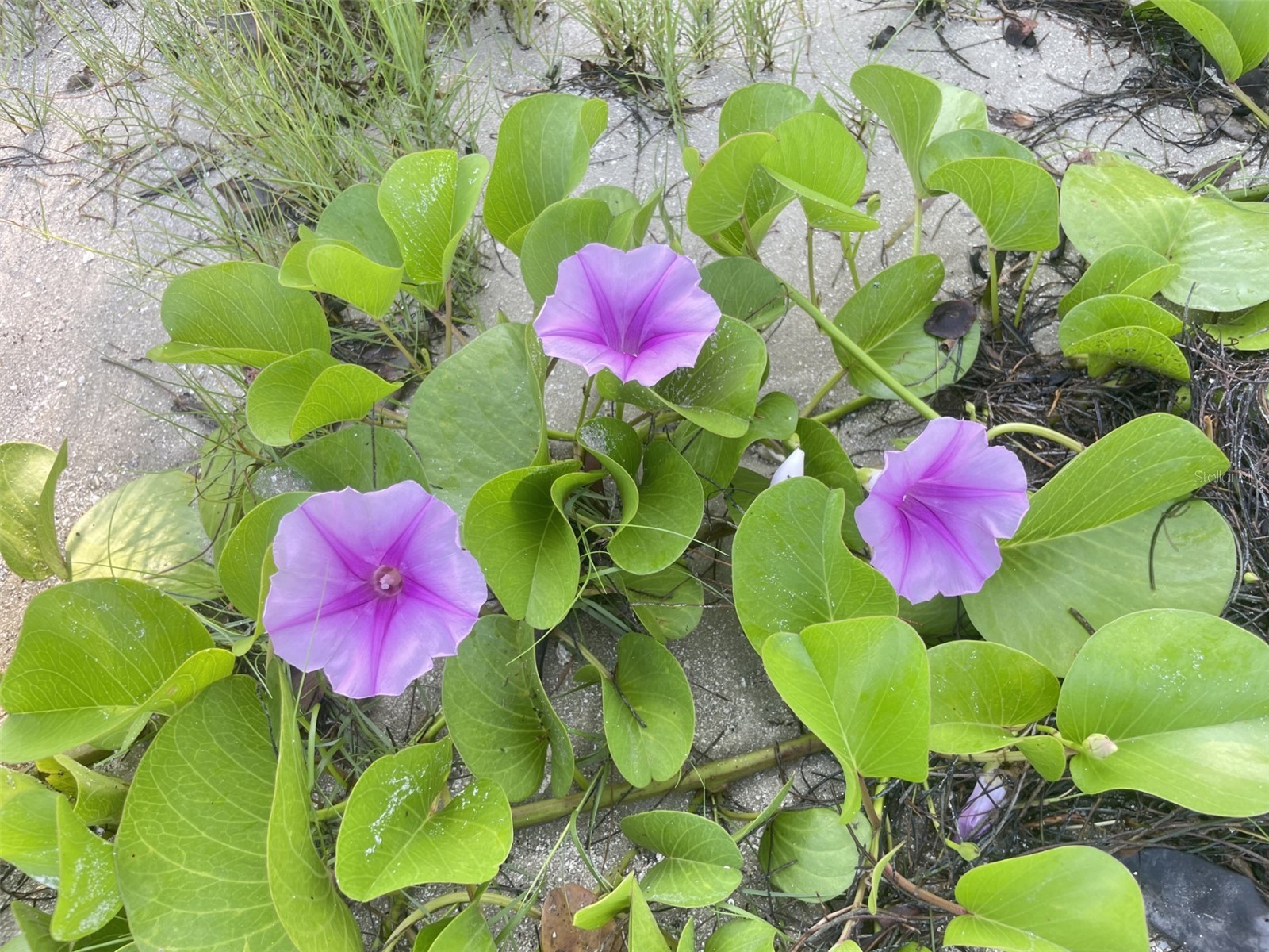 Coral Circle Hutchinson Island FL 34949 S5146247 image11