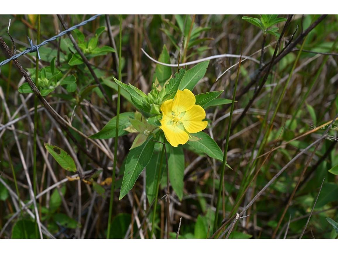 County Line Road E Fort Meade FL 33841 OM713132 image15