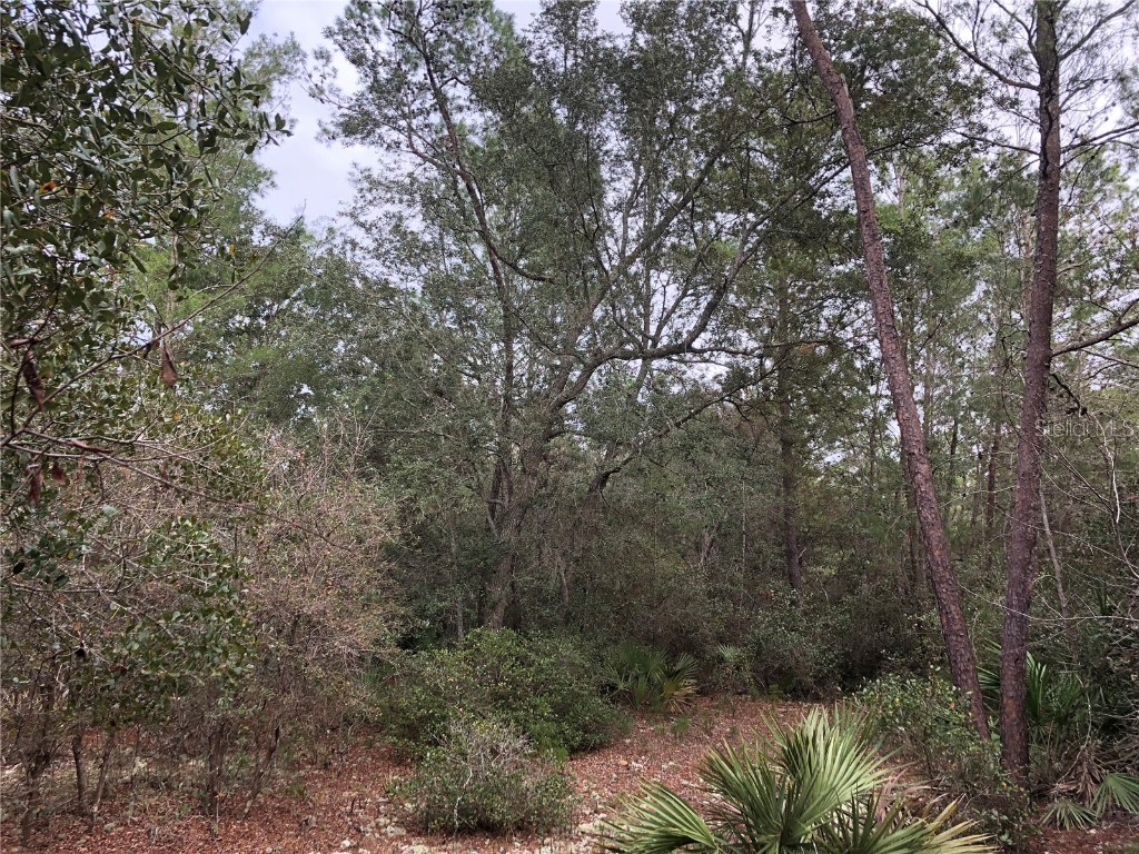 County Rd. 315 Keystone Heights FL 32656 GC515685 image1